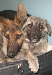 Two puppies helped by the Afghan Stray Animal League