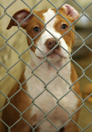 Brown and white pit bull dog in shelter