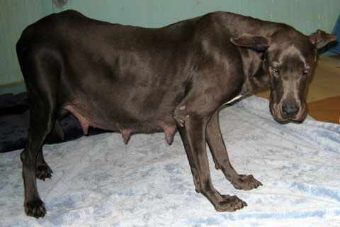 Great Dane rescued from Virginia puppy mill