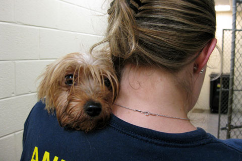 Yorkie rescued from Virginia puppy mill