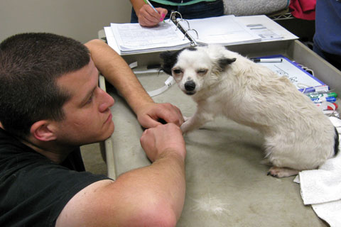 Dog rescued from Virginia puppy mill is examined