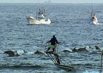 The Dolphin Display Industry, On Display