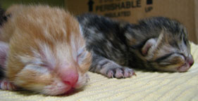 Kittens born to cat from San Nicolas Island