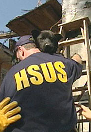 Dog rescued after Hurricane Katrina
