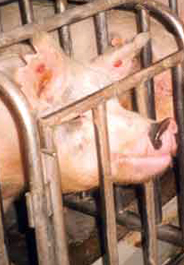 Pig in gestation crate