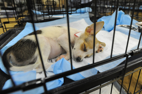 Dog rescued from Texas puppy mill sleeps at temporary shelter