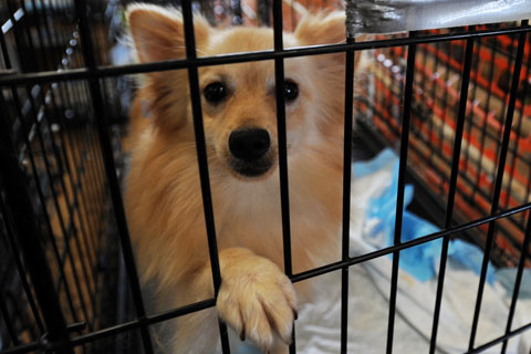 Dog rescued from Texas puppy mill relaxes at temporary shelter