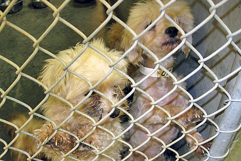 Two dogs rescued from Virginia puppy mill