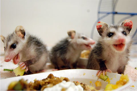 Opossum babies enjoy a meal at SPCA Wildlife Care Center
