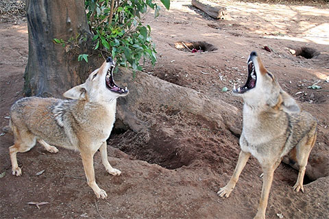 Coyotes howl at The Fund for Animals Wildlife Center