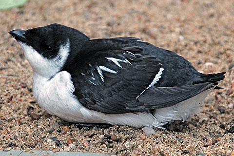 A dovekie, blown ashore during a storm, retrieved by Cape Wildlife Center