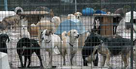 Dogs crowded at Every Dog Needs a Home in Arkansas in 2005