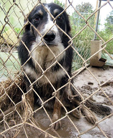 Dog removed from All Around Border Collies in Portland, Tenn.; HSUS photo