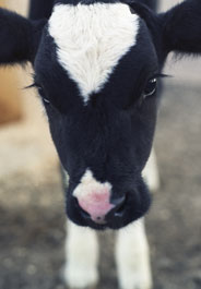 Frankenfurters: Genetic Engineering of Farm Animals · A Humane World
