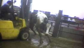 Downed cow pushed with forklift at Hallmark meatpacking plant in Chino, Calif.
