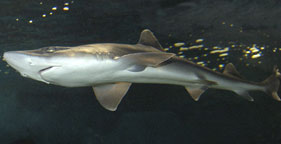 Smooth dogfish shark