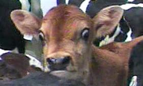 HSUS undercover investigation documents shocking abuse of veal  calves