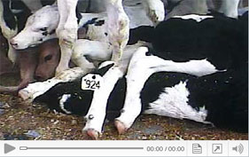 View footage from HSUS undercover investigation exposing abuse of veal calves