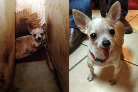 Tillie, Chihuahua rescued from Kaufman County, Texas puppy mill