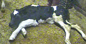 HSUS undercover investigation documents shocking abuse of veal calves
