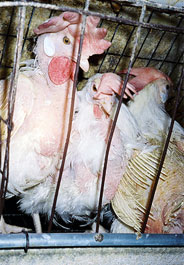 Egg-laying hens in battery cage at Ohio factory farm