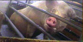 Sow in gestation crate at Ohio factory farm