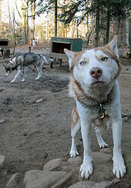 One of nearly 100 neglected sled dogs rescued in Quebec