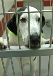 Black and white dog in shelter