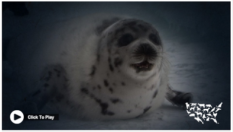 Survivor Stories: A Spared Seal Pup