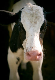 Dairy Industry: Got Ethics?