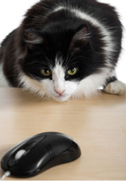 Cat staring at computer mouse