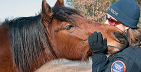 Horse rescued by The HSUS