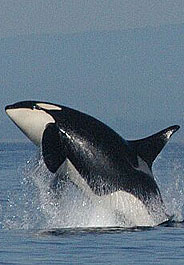 Orca in the wild