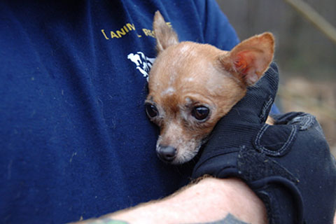 The HSUS helped rescue 180 dogs and three cats in Preston, Mississippi on March 9