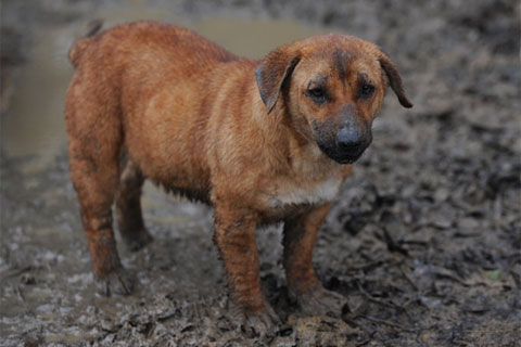 The HSUS helped rescue 180 dogs and three cats in Preston, Mississippi on March 9