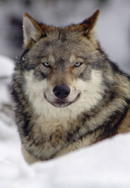 Alaska’s Aerial Gunning of Wolves Should Be Grounded