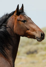 A Wiser Home on the Range for Wild Horses