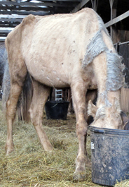 One of 84 neglected horses rescued in Cannon County, Tennessee on Nov. 24