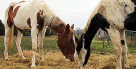 Two of 84 neglected horses rescued in Cannon County, Tennessee on Nov. 24