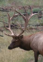 Bull at Elk Research Institute in Colorado