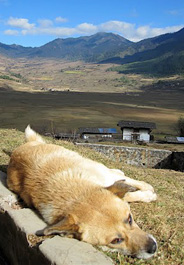 Street dog rests in Phobjikha Valley of Bhutan