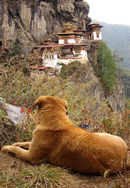 Street dog near Tiger's Nest monastery in Bhutan