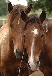 Rescued horses at Cleveland Amory Black Beauty Ranch