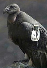 California condor #303 died from lead poisoning