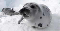 Seal_pup