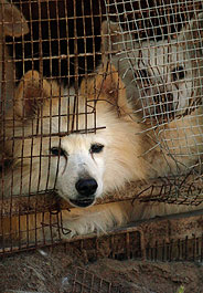 Dogs suffer in puppy mills