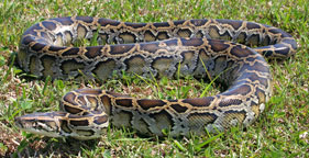 Burmese python in Florida's Everglades National Park