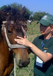 Humane Society International responder Dr. Rebecca Berg examines a horse in Haiti