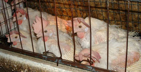 Battery caged-hens in Ohio