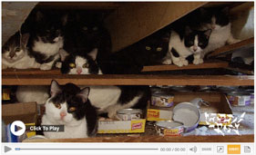 See video from the rescue of 120 cats from an alleged hoarding situation